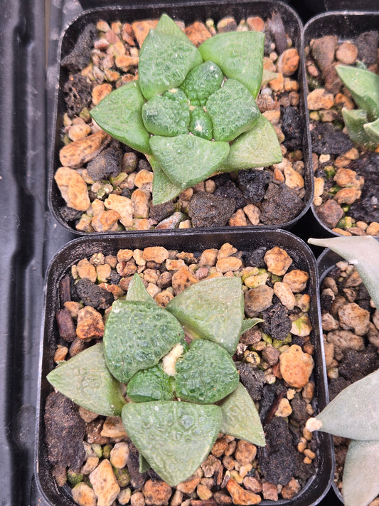 Ariocarpus Fissuratus cv. Godzilla