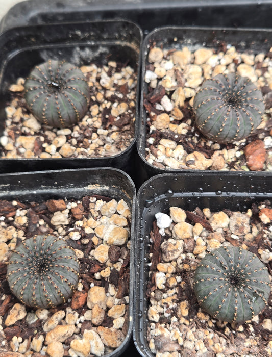 Frailea Costanea