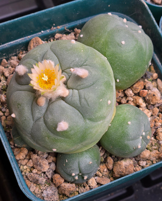 Lophophora Diffusa - Large 3.5" cluster