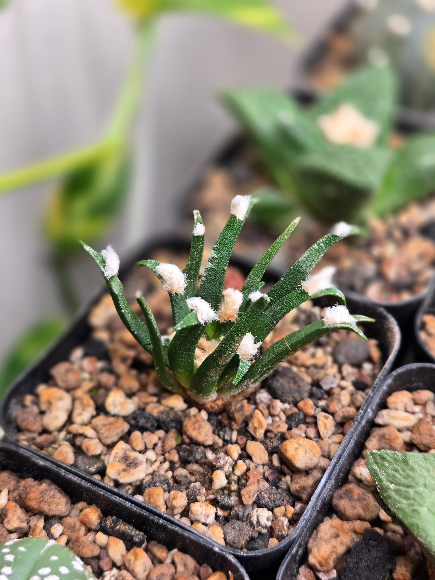 Ariocarpus Agavoids - Flowering Age