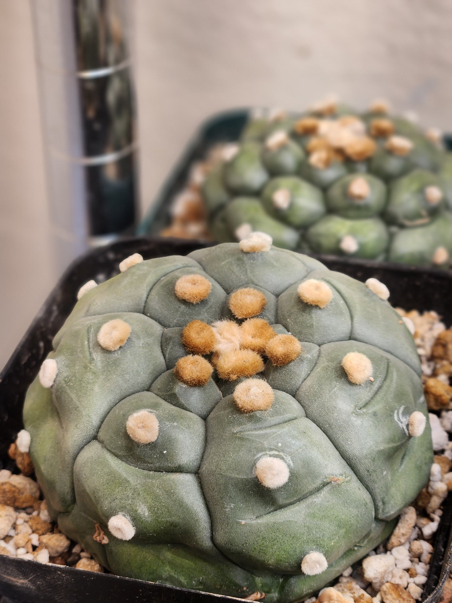 Astrophytum Asterias "Kikko"