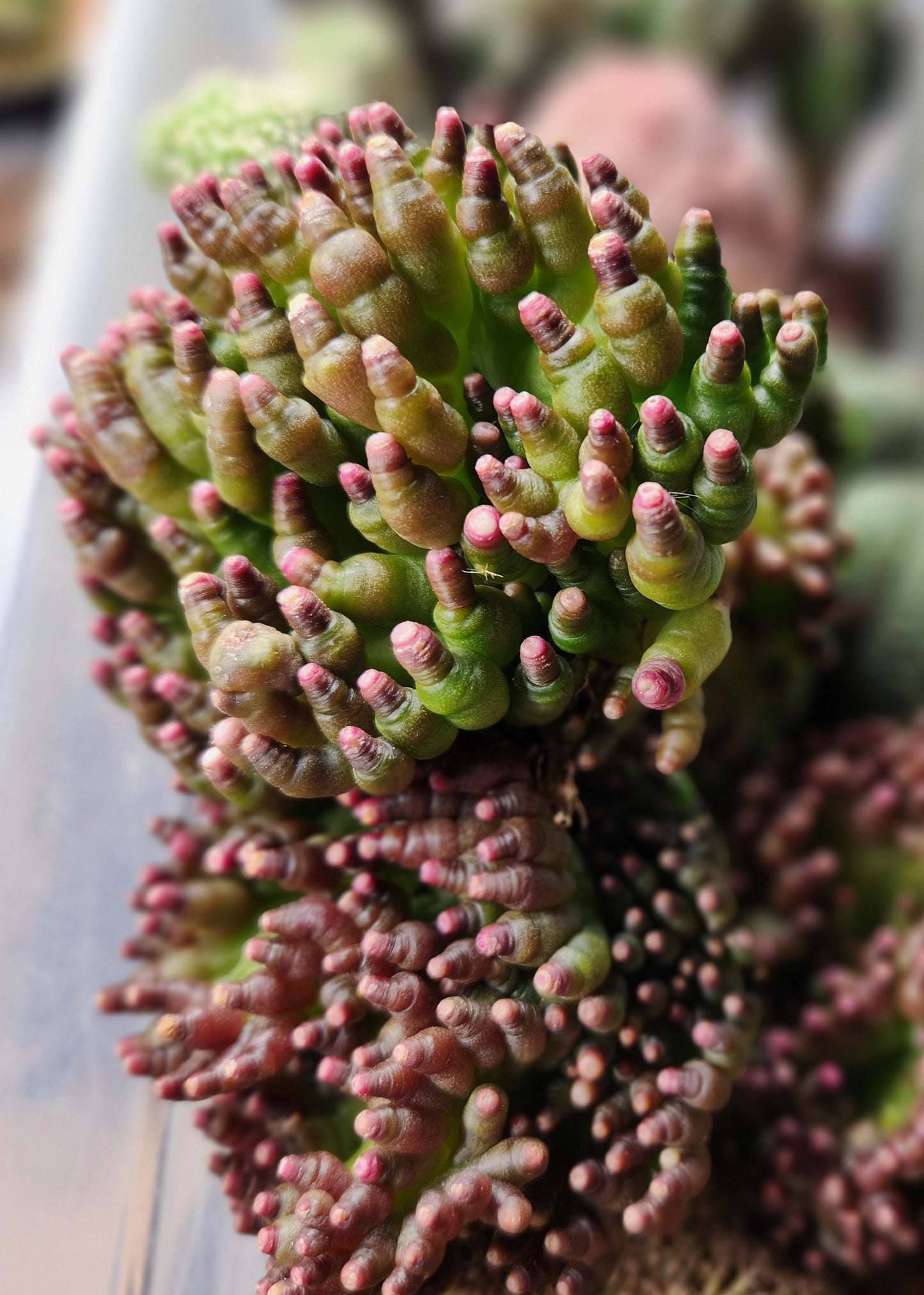 Mammilaria Bocasana cv. FRED