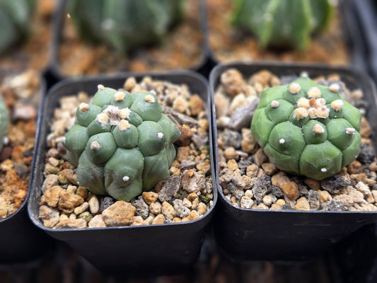 Astrophytum Asterias "Kikko"