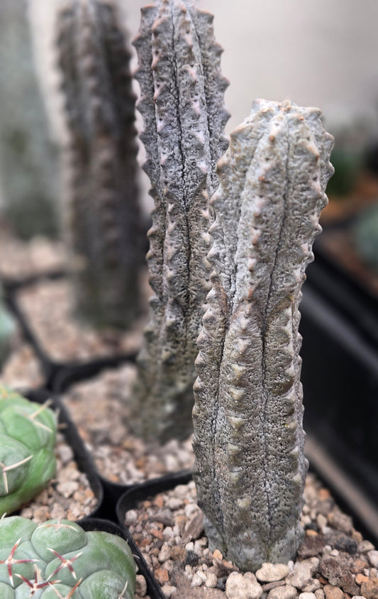 Euphorbia Abdelkuri