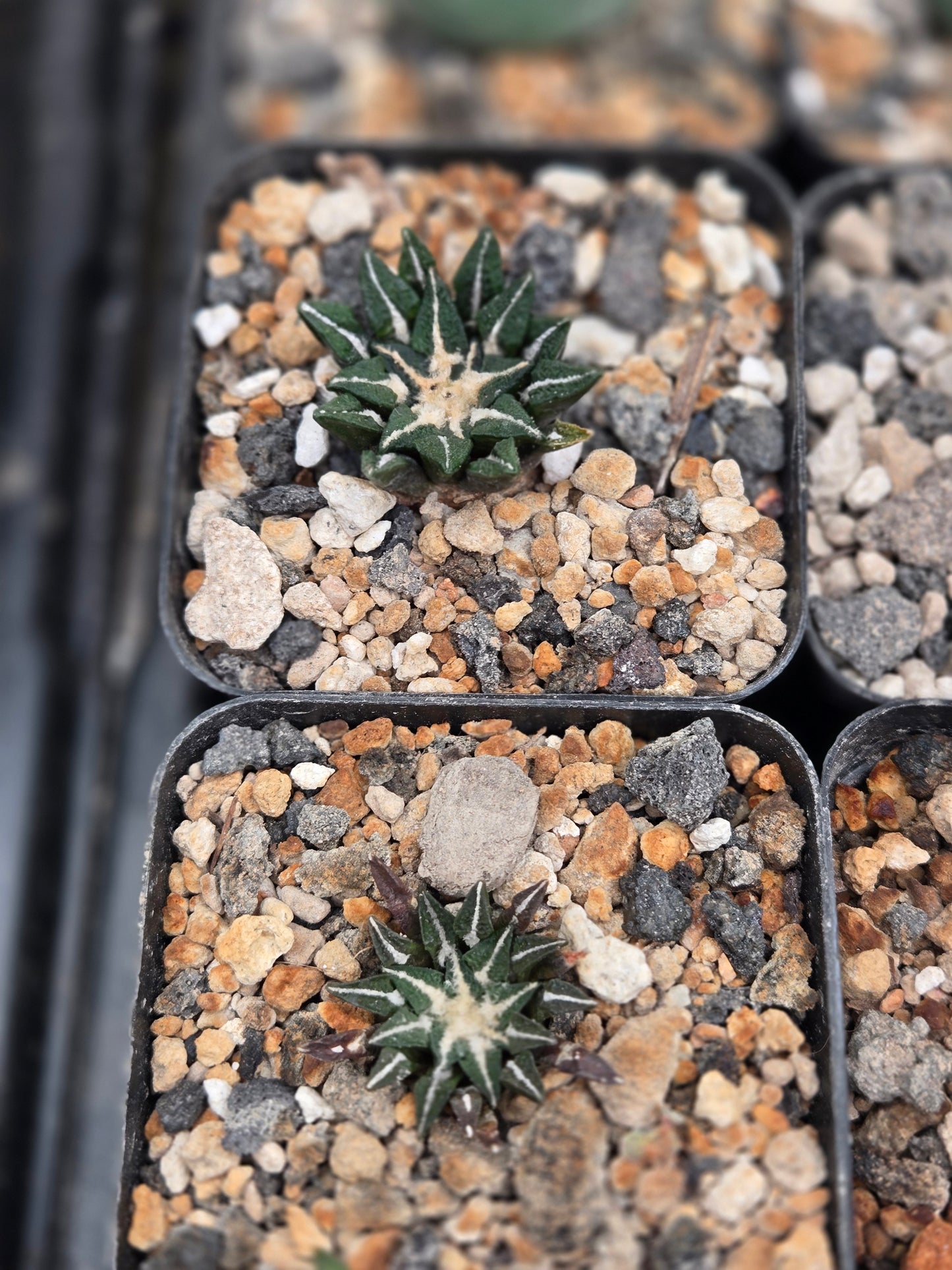 Ariocarpus Kotshobuyanes