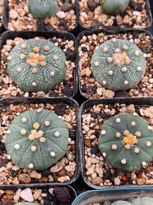 Astrophytum Asterias - Red/pink Flowers