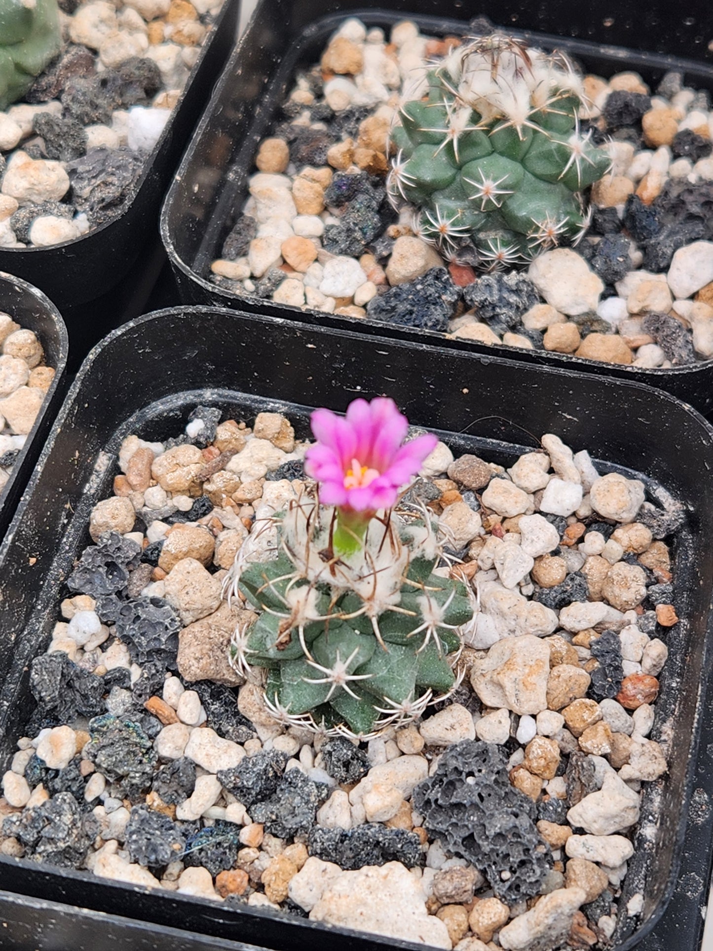 Turbinicarpus Nikole