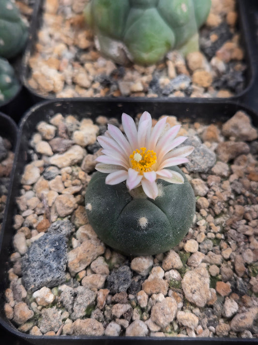 Lophophora Alberto Vojtechi
