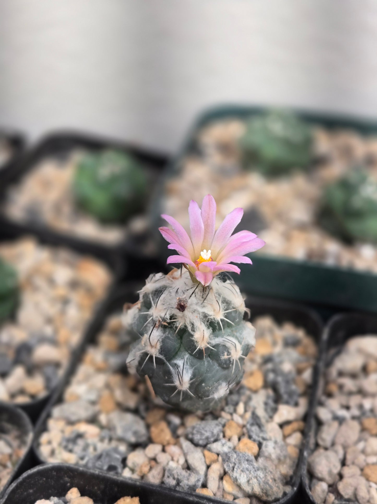 Turbinicarpus Schmiedickeanus