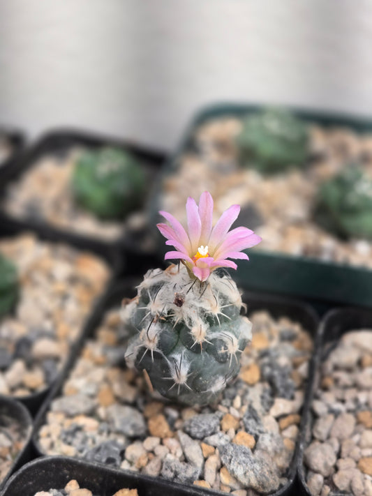 Turbinicarpus Schmiedickeanus