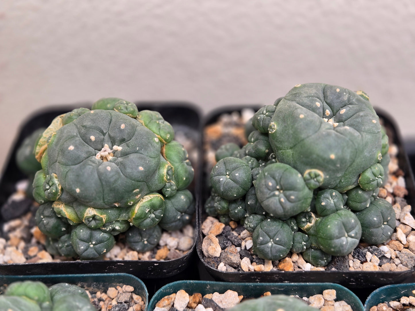 LW Ceaspitosa