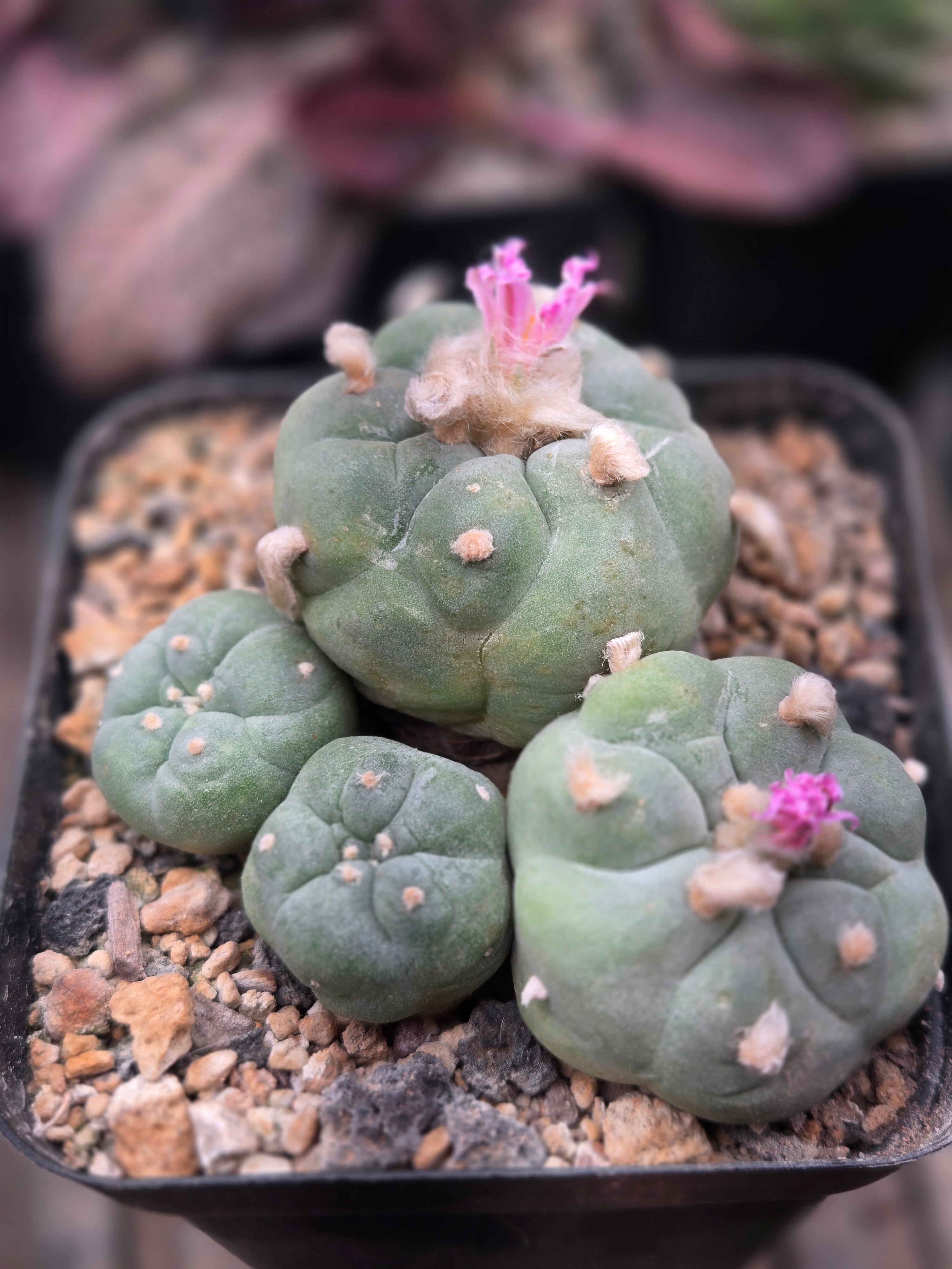 Lophophora Fricii- Large cluster – Dinos Desert Gems