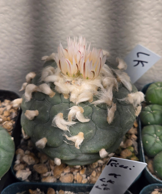 Lophophora Koehressi- XL