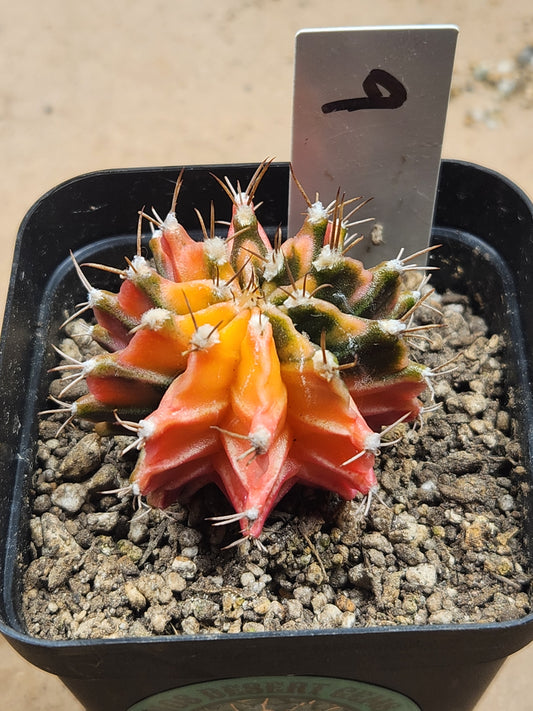 Variegated Gymnocalcyium Mihanovichii #9