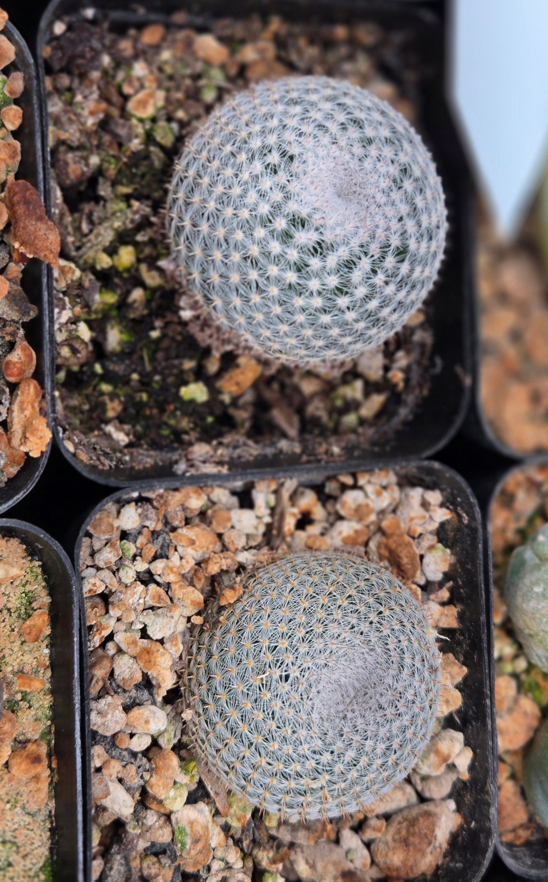 Mammilaria Perbella. – Dinos Desert Gems
