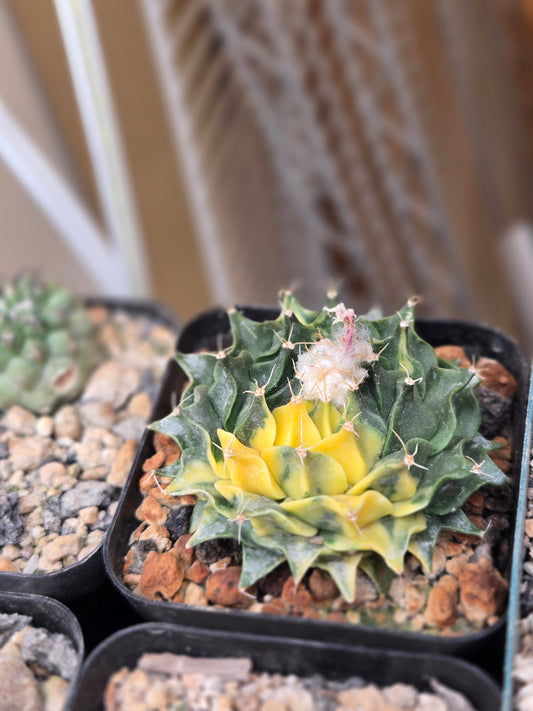 Variegated Obregonia Denegrii - Flowering Age
