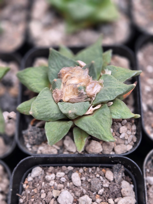 Ariocarpus Retusus Hybrids
