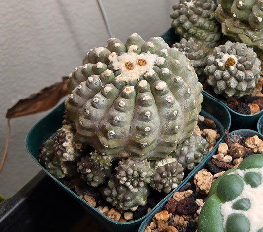 Copiapoa Hypogaea Cluster - Large