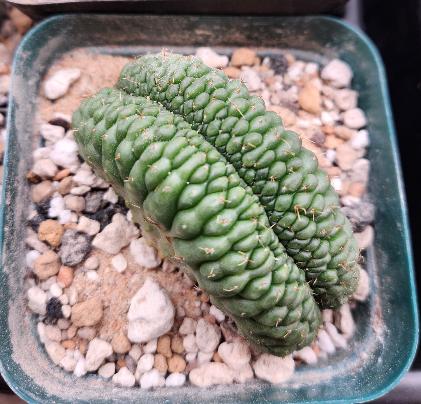 Gymnocalcyium Ochoterenae Crest - Medium