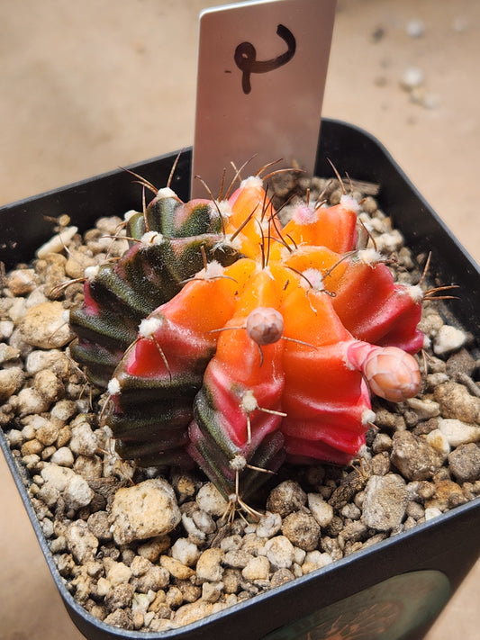 Variegated Gymnocalcyium Mihanovichii #2