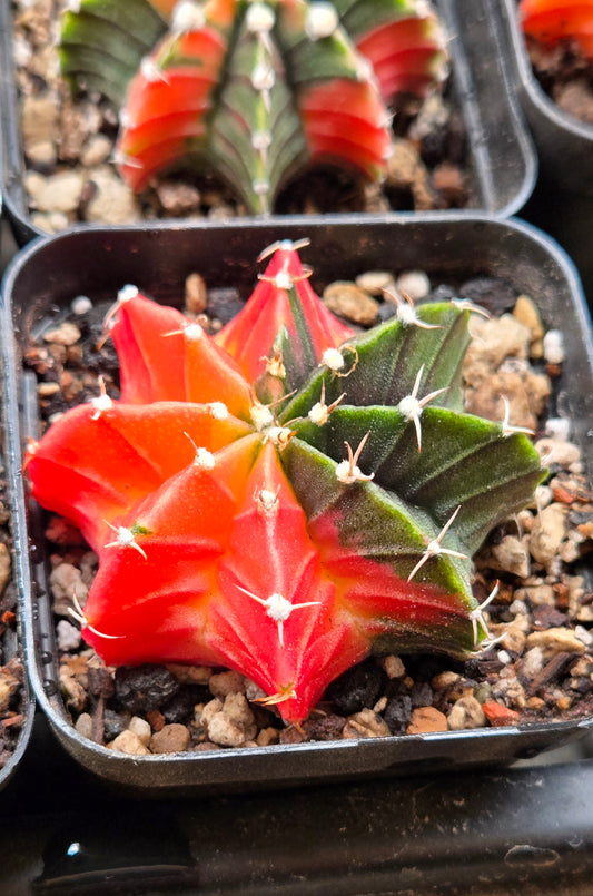 Premium Variegated Gymnocalcyium LBHB