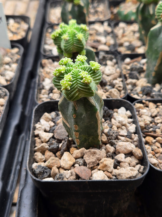 Aztekium Valdezzi - Graft