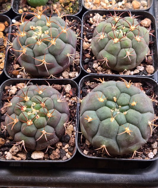 Gymnocalcyium PFlanzii Albipulpa