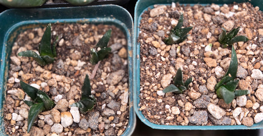 Ariocarpus Retusus Seedlings (4 plants)