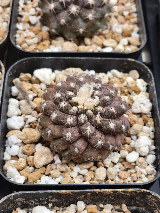 Copiapoa Hypogaea