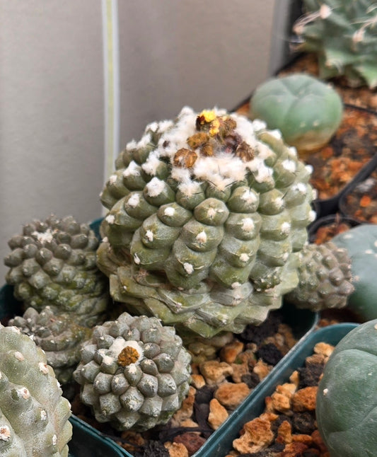Copiapoa Hypogaea Cluster - Large