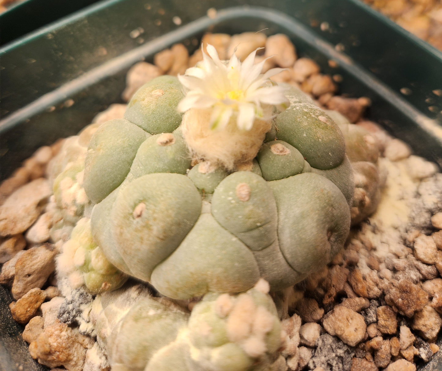 Lophophora Diffusa cv. Oobio (rooted offset cluster)