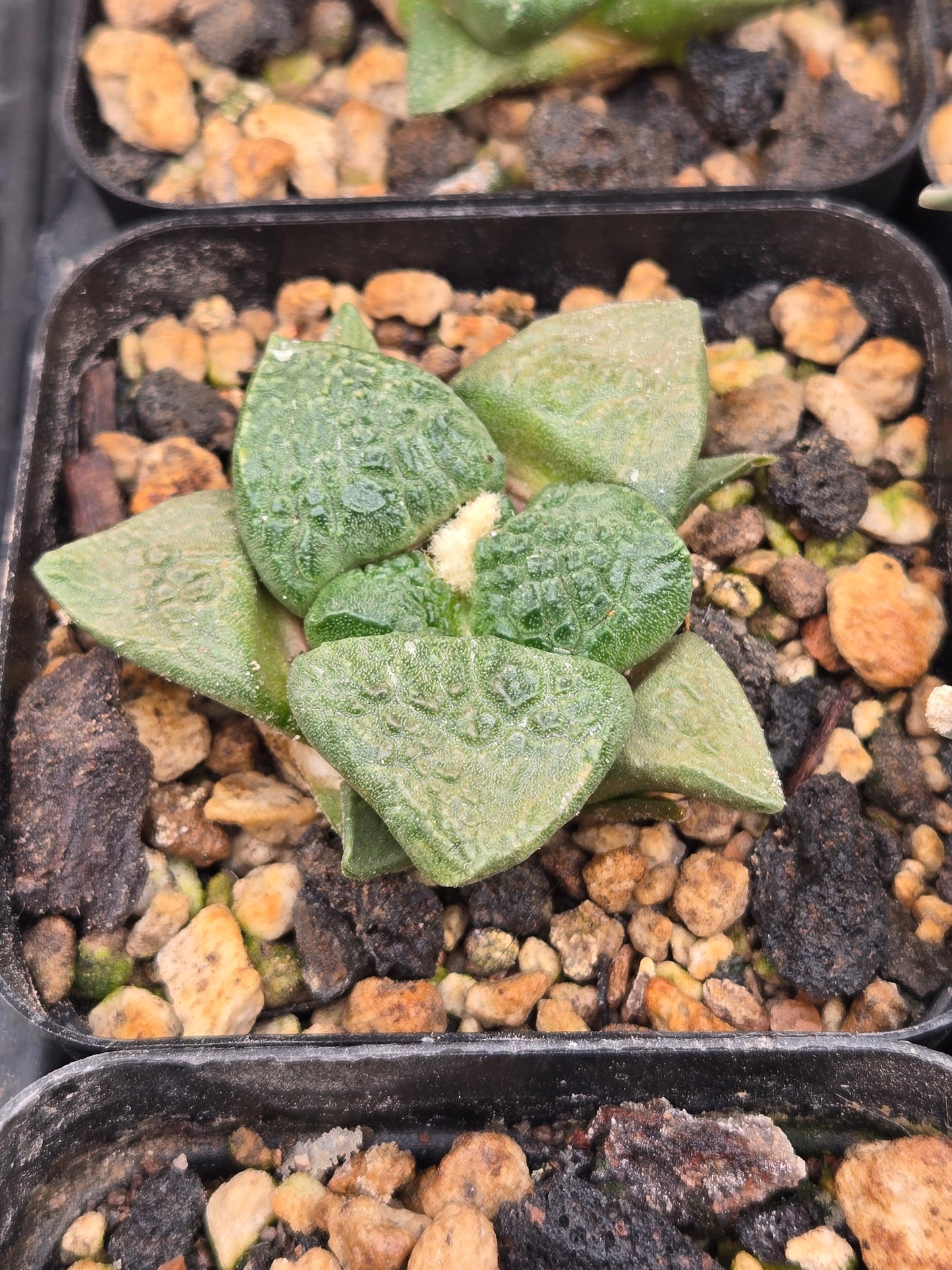 Ariocarpus Fissuratus cv. Godzilla