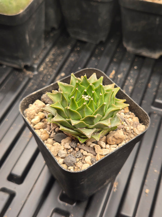 Obregonia Denegrii - medium