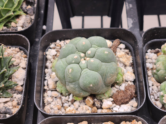 Lophophora Diffusa cv. Oobio (rooted offset cluster)