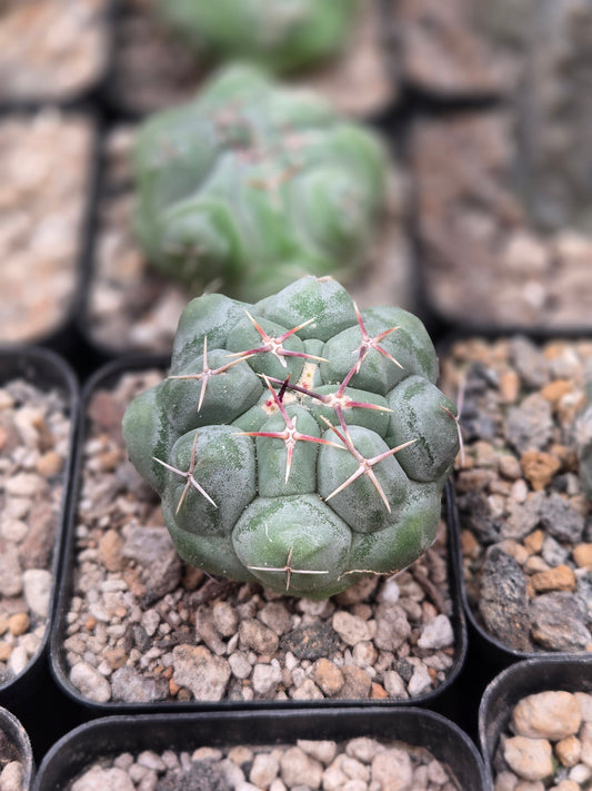 Thelocactus Hexaedrophorus