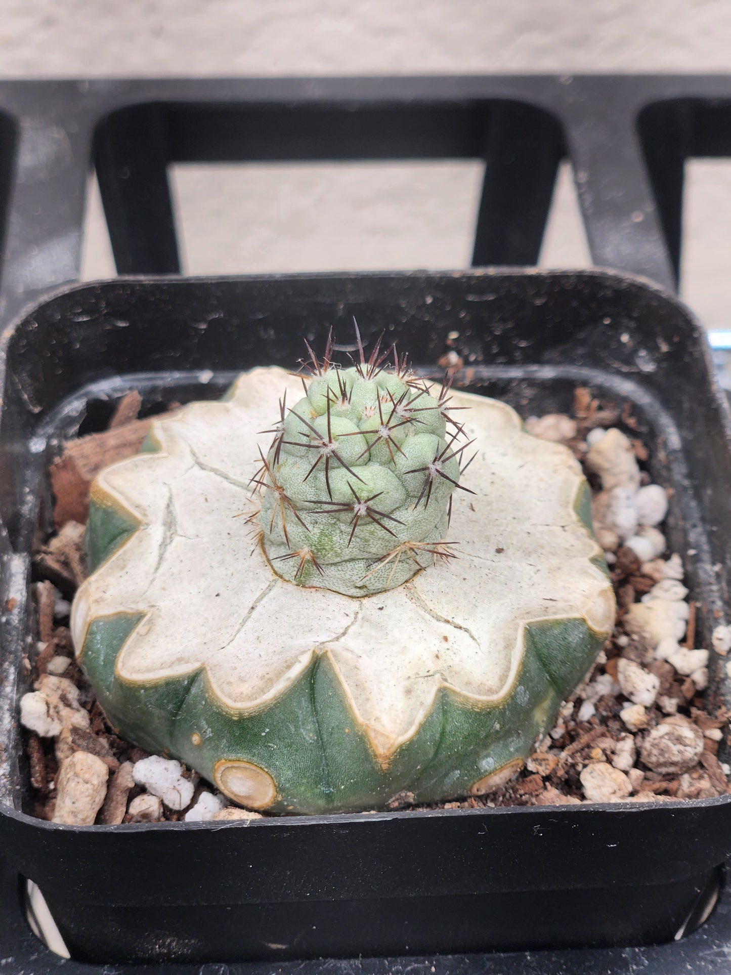 Ortegocactus Macdougali - Graft