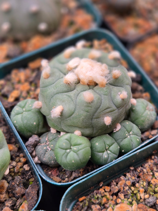 Lophophora Koehressi- Large