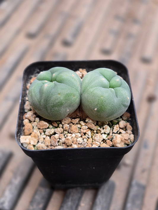 Lophophora Fricii - Double Head