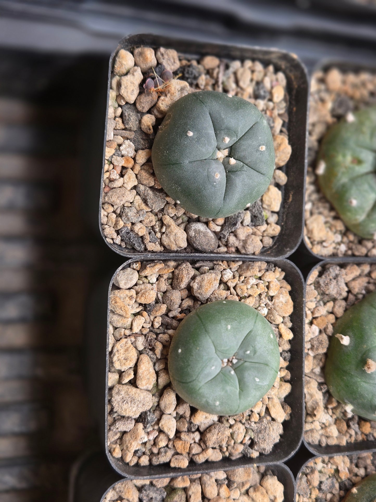 LW Texana - Small seed grown
