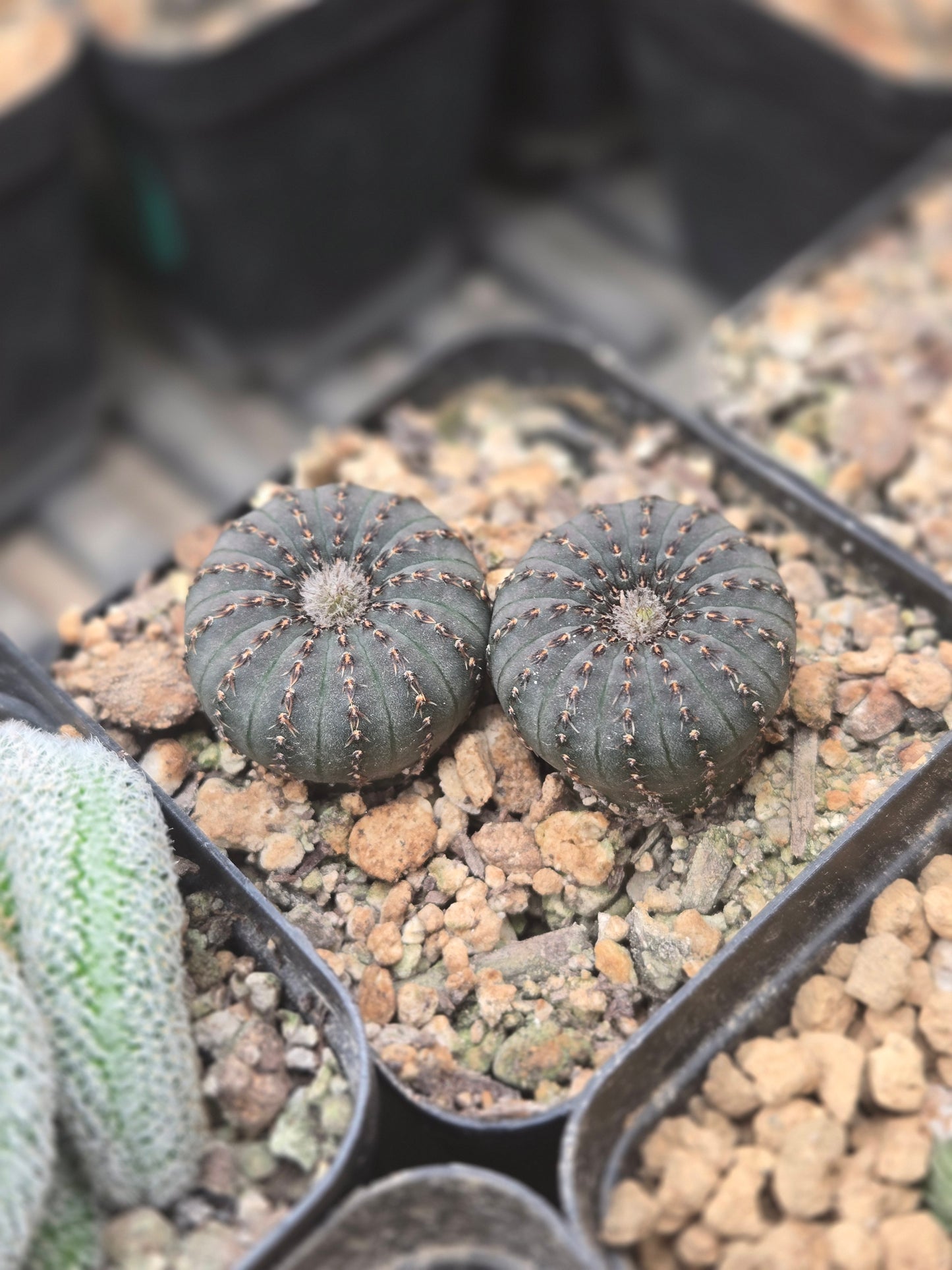 Frailea Costanea