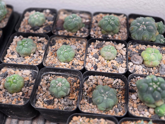 Lophophora Diffusa cv. Oobio (rooted offset)