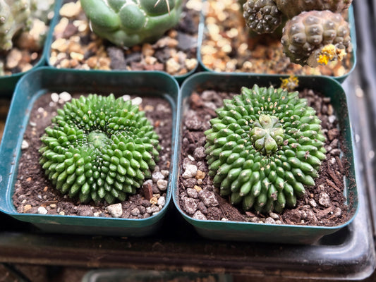 Monstrose Gymnocalcyium Inermis