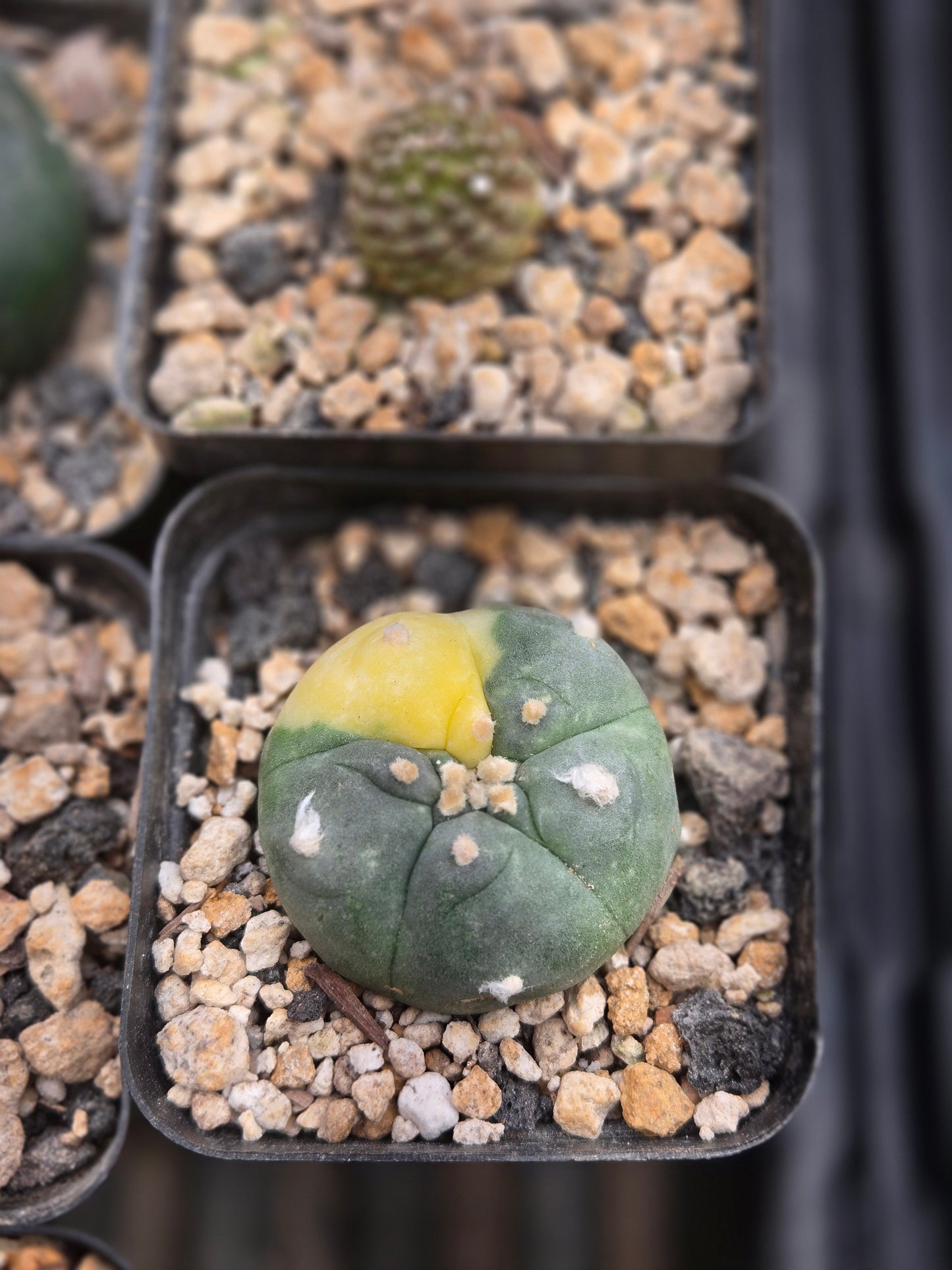 Variegated LW #1