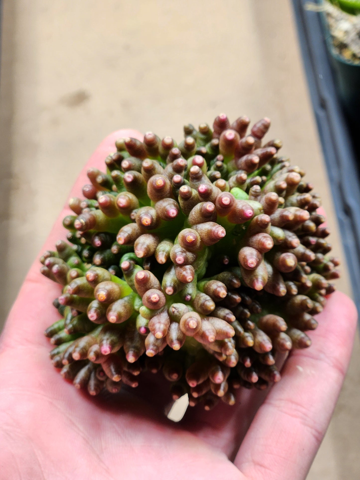 Mammilaria Bocasana cv. FRED