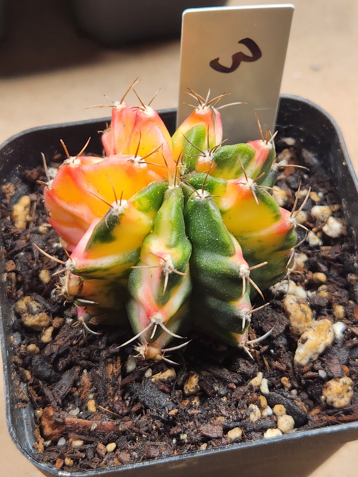 Variegated Gymnocalcyium Mihanovichii #3