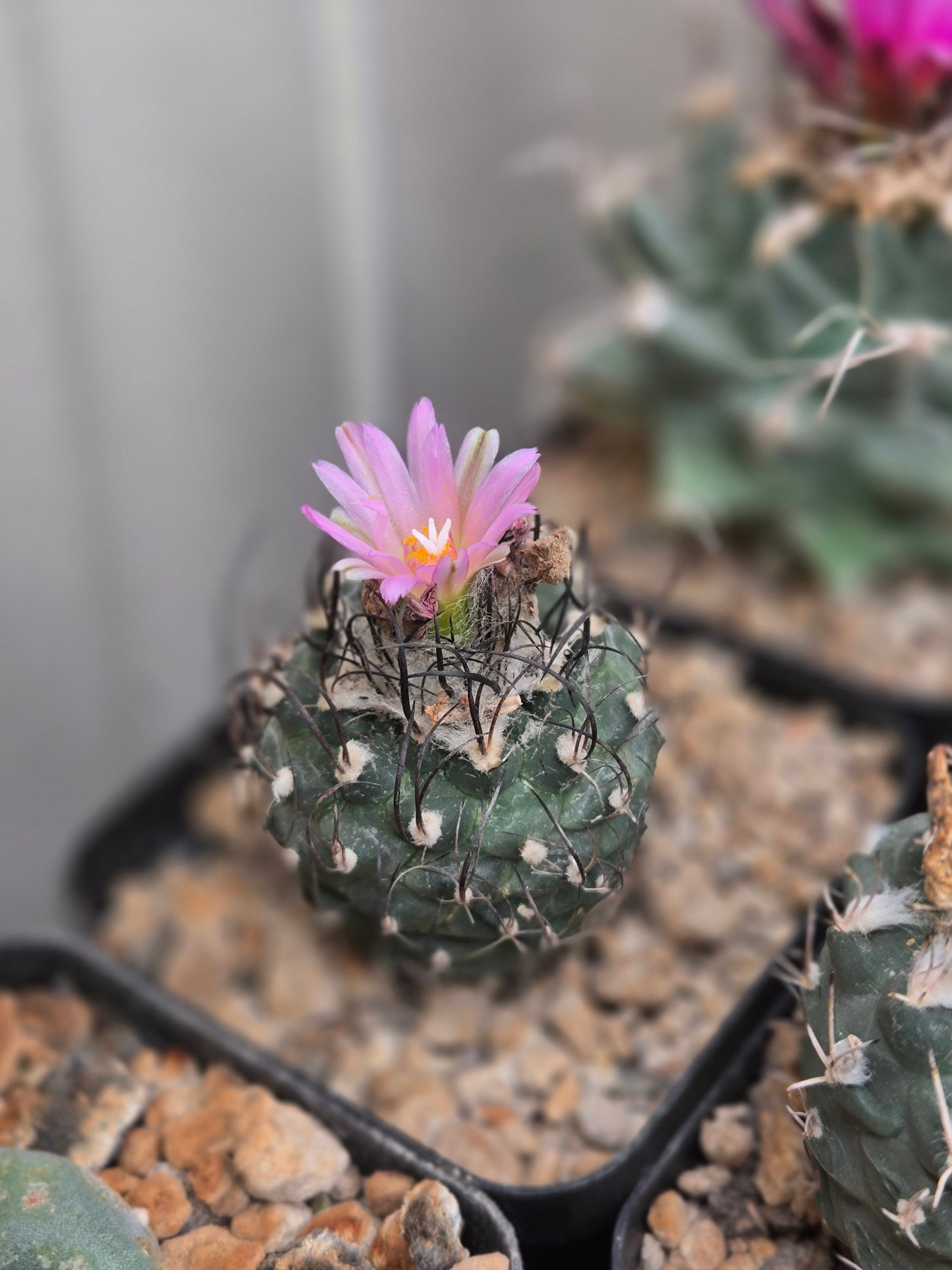 Turbinicarpus Schmiedickeanus
