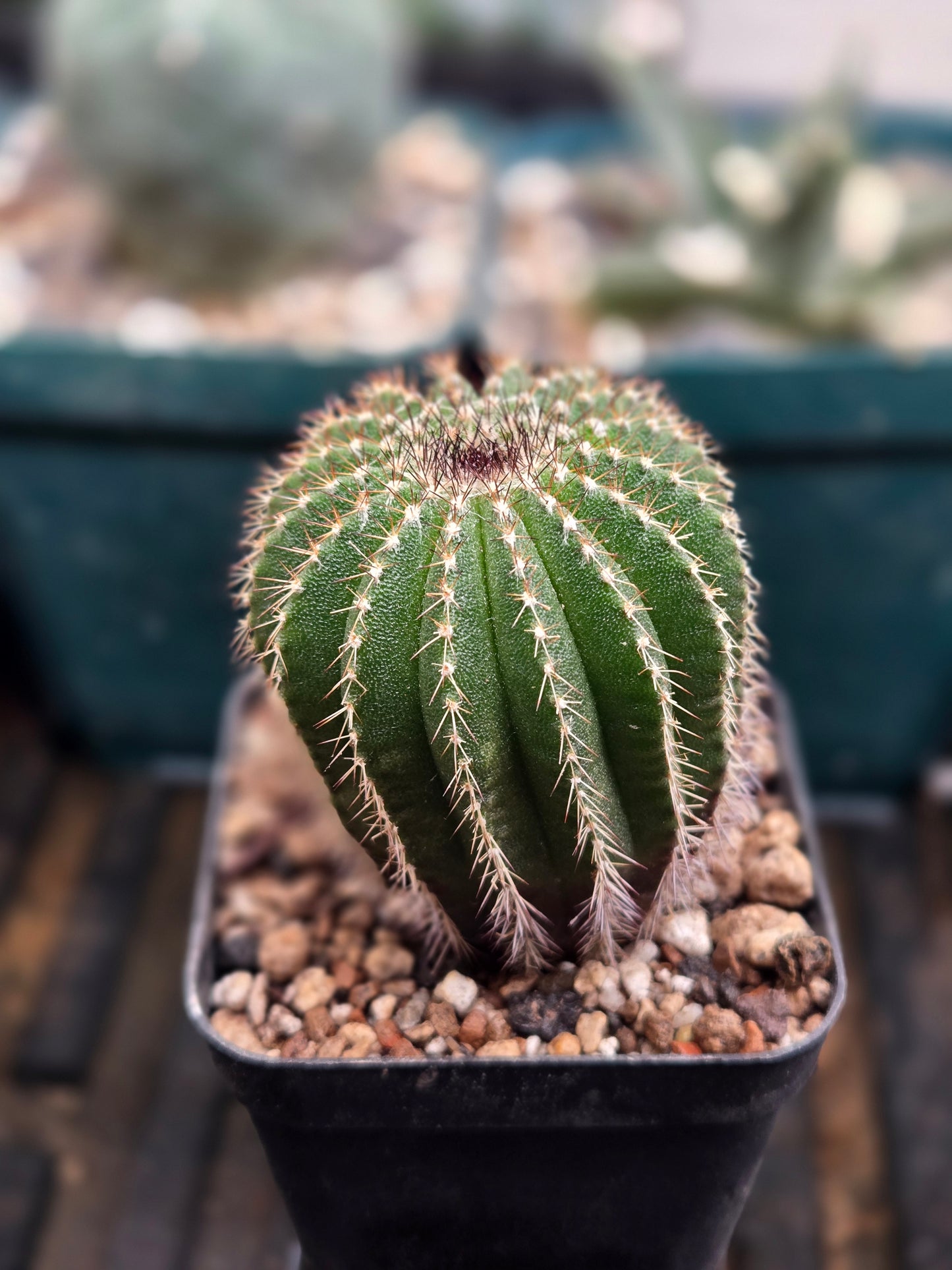 Uebelmannia Pectinifera- Large
