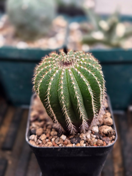 Uebelmannia Pectinifera- Large