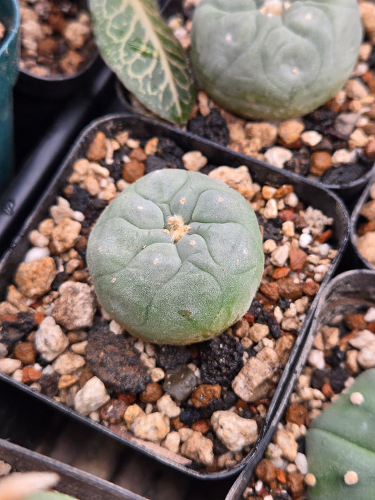 Lophophora Fricii cv. "Super White"