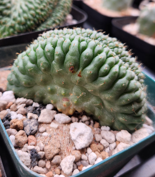 Gymnocalcyium Ochoterenae Crest - Medium